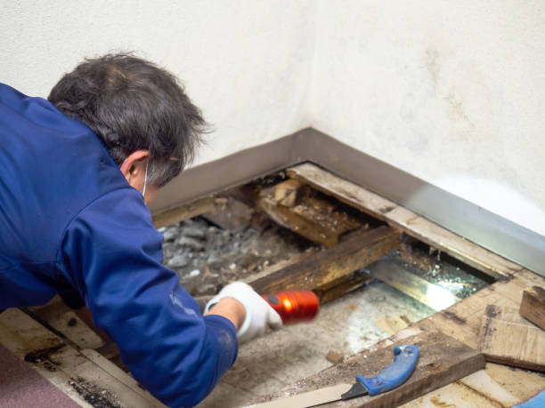 Best Residential Mold Removal  in Bingham Farms, MI