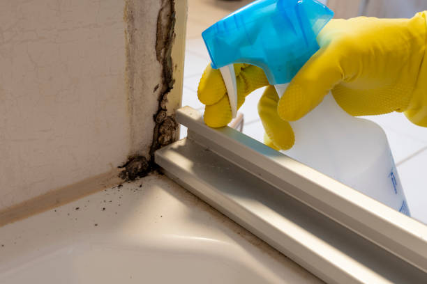Best Attic Mold Removal  in Bingham Farms, MI