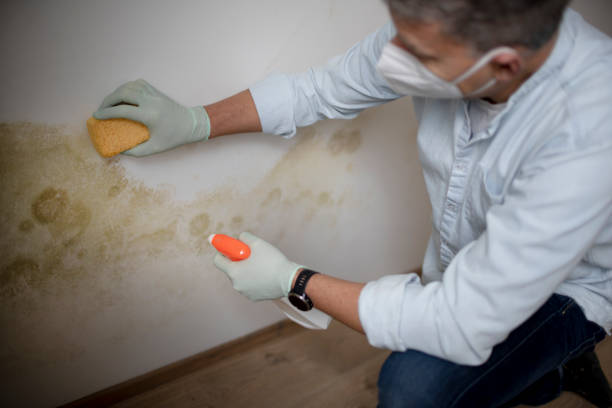 Best Office Mold Removal Services  in Bingham Farms, MI