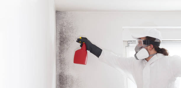 Best Commercial Mold Removal  in Bingham Farms, MI