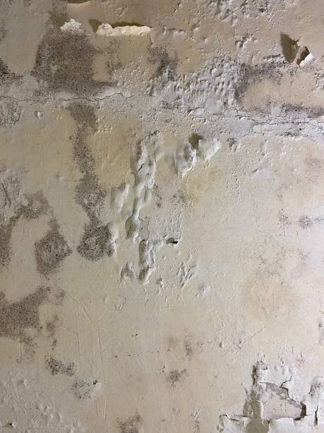 Best Emergency Mold Removal  in Bingham Farms, MI